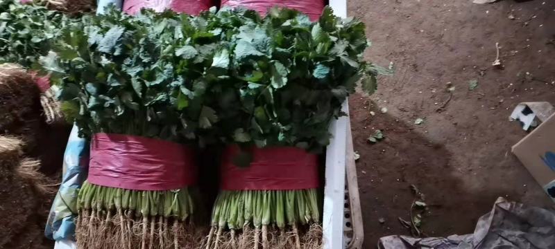 山东泰安精品大叶香菜常年有货