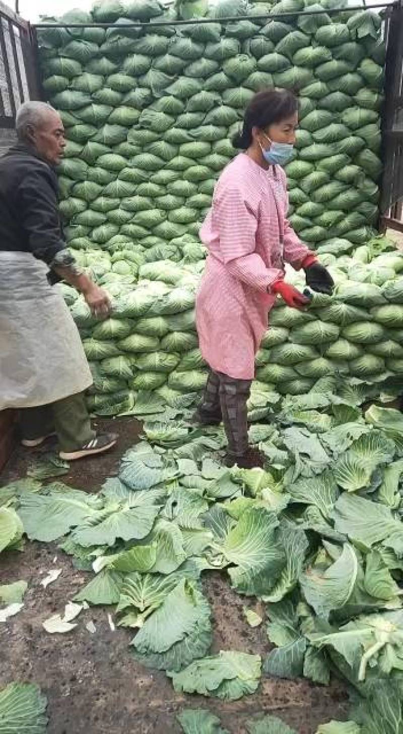 供应京丰1号甘蓝大量上市精品包菜可对接商超