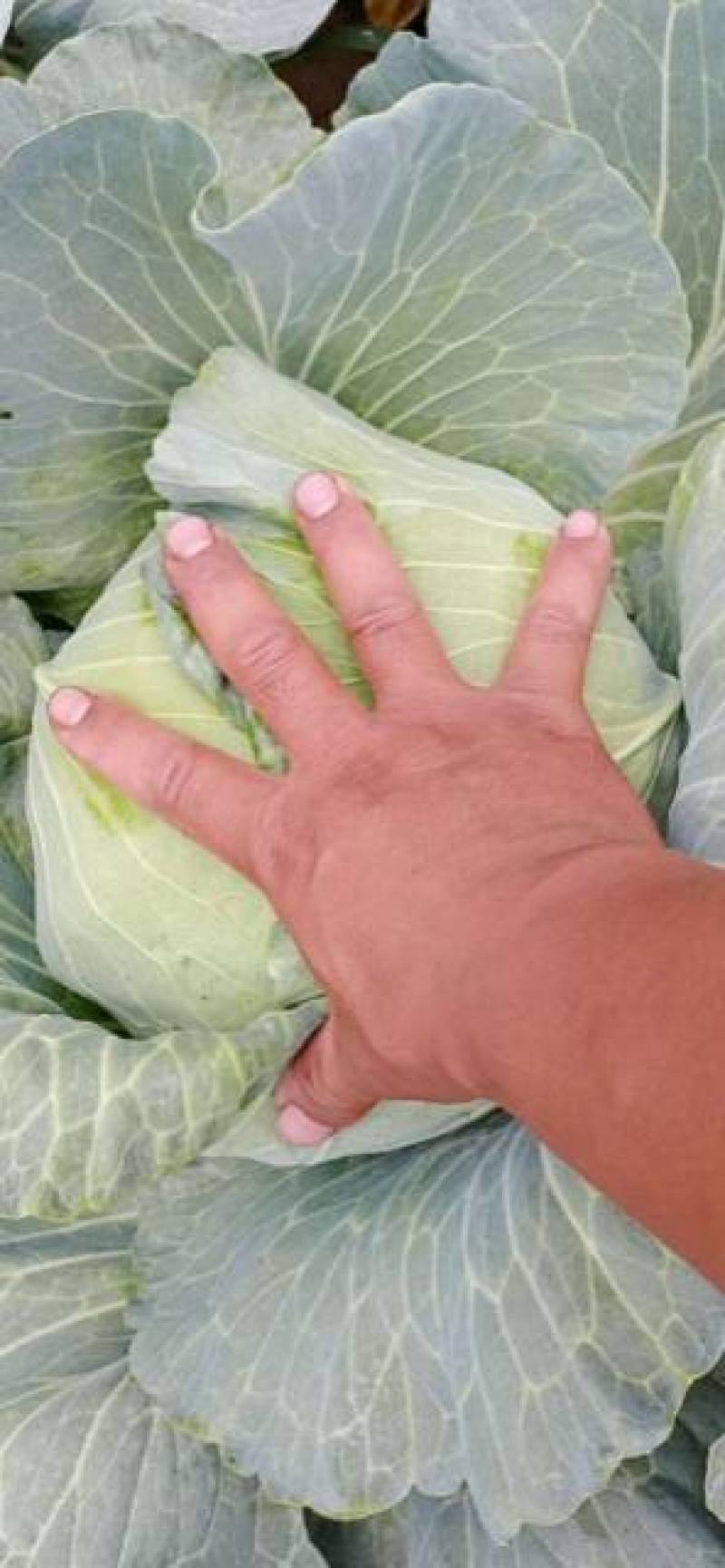 供应京丰1号甘蓝大量上市精品包菜可对接商超