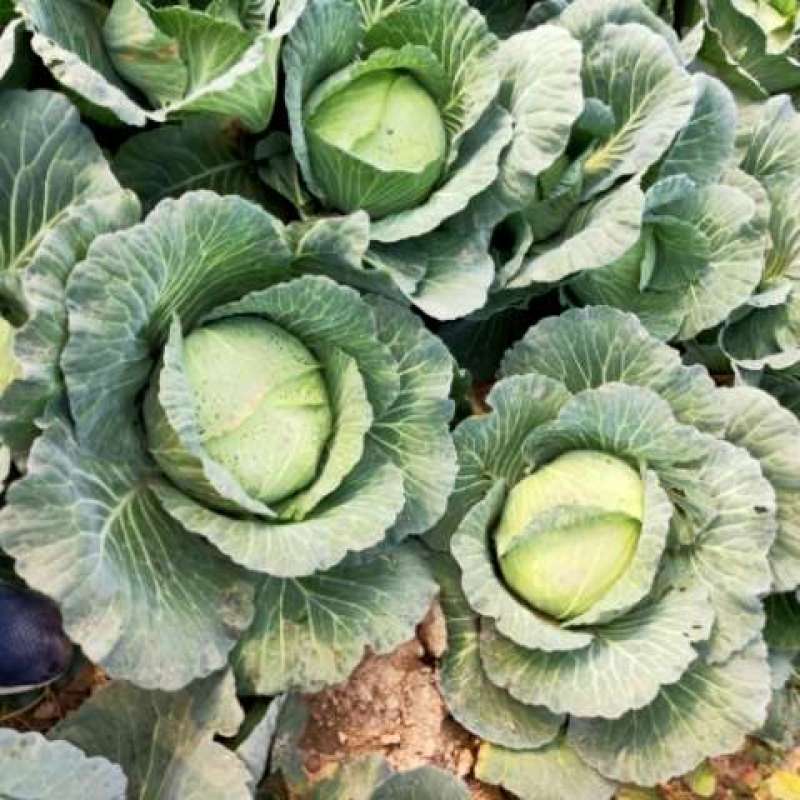 供应京丰1号甘蓝大量上市精品包菜可对接商超