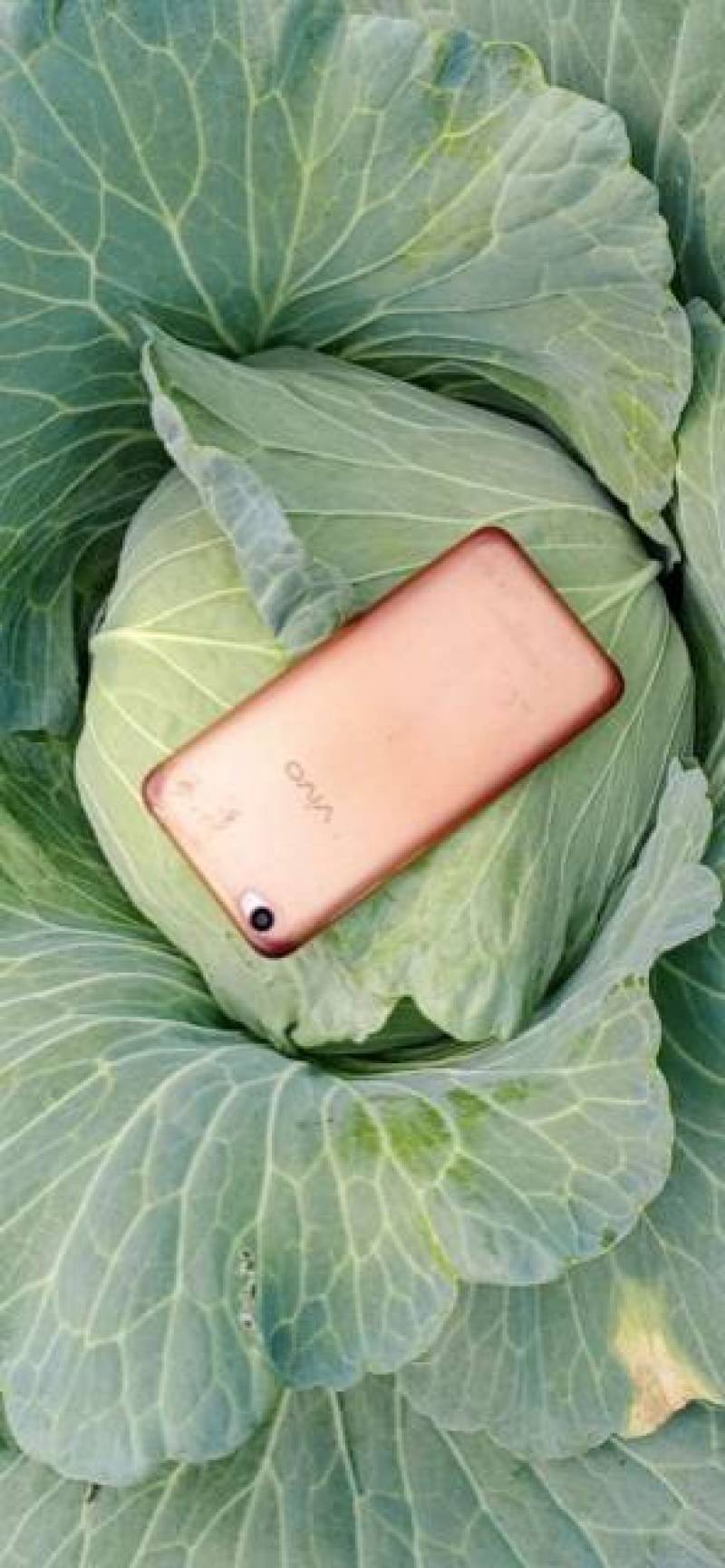 供应京丰1号甘蓝大量上市精品包菜可对接商超