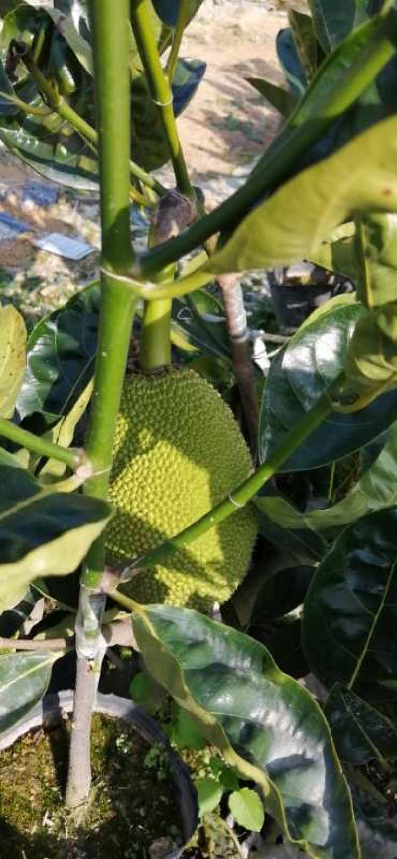 泰国红肉菠萝蜜越南红菠萝蜜袋装实生菠萝蜜