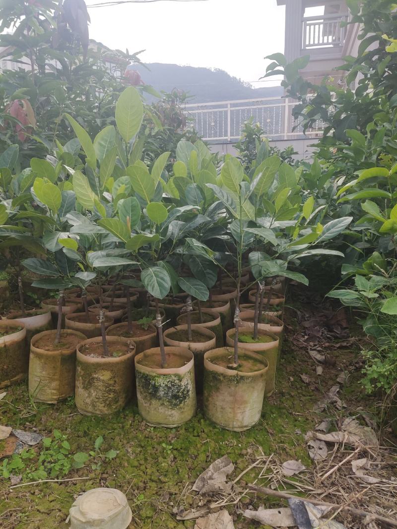 泰国红肉菠萝蜜越南红菠萝蜜袋装实生菠萝蜜
