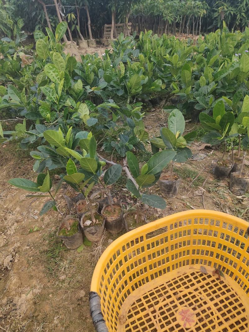 泰国红肉菠萝蜜越南红菠萝蜜袋装实生菠萝蜜