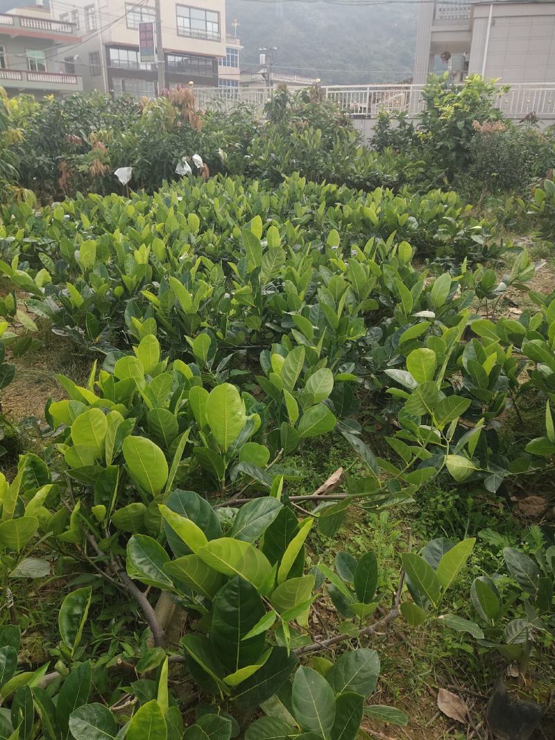 泰国红肉菠萝蜜越南红菠萝蜜袋装实生菠萝蜜