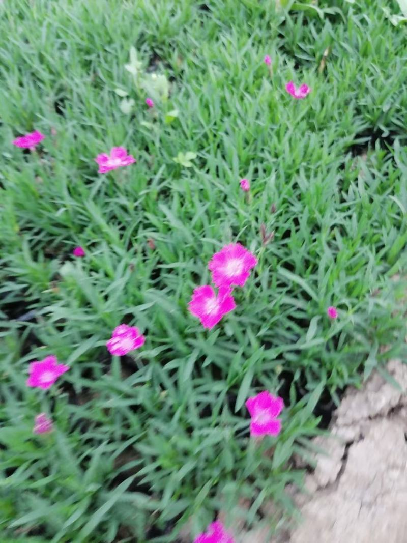 天天开（长春花）草花基地批发