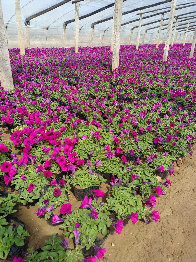 天天开（长春花）草花基地批发