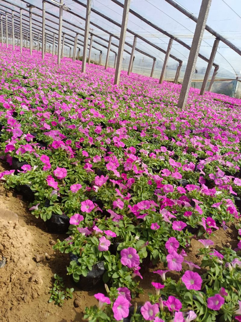 天天开（长春花）草花基地批发