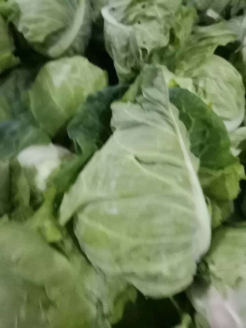 包菜，牛心包菜，叶片嫩绿，口感脆爽。需要的老板一亩田联系
