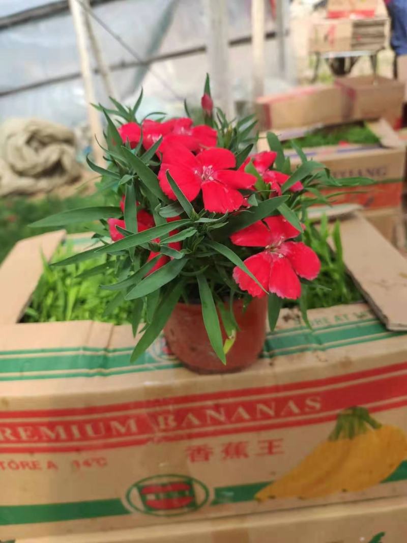 山东青州天竺葵基地批发
