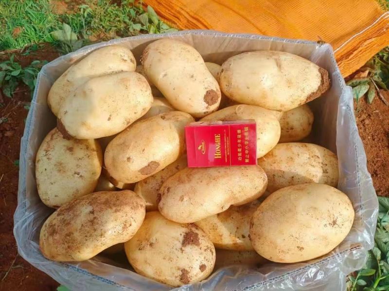 云南丽薯六号新土豆大量上市产地直发，现挖现发，量大从优