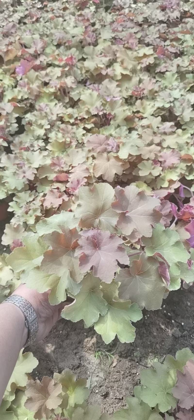 山东青州矾根基地批发