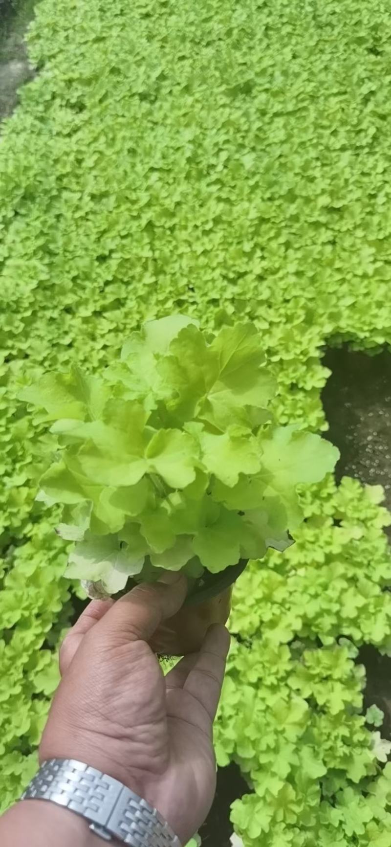 山东青州矾根基地批发