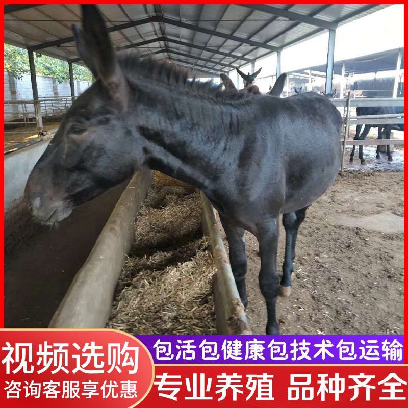 肉驴活体宠物驴黑驴活苗德州驴三粉驴乌头驴关中驴