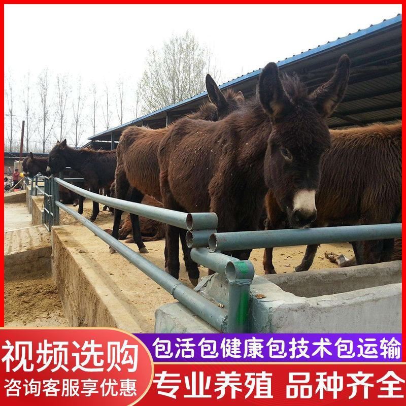 肉驴活体宠物驴黑驴活苗德州驴三粉驴乌头驴关中驴