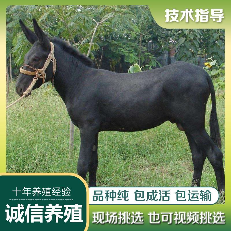 肉驴活体宠物驴黑驴活苗德州驴三粉驴乌头驴关中驴