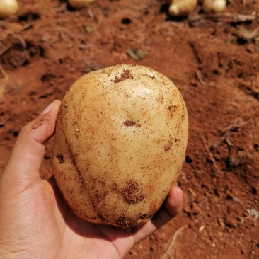 丽薯六号大凉山高原沙土种植新鲜土豆光滑圆润口感粉糯
