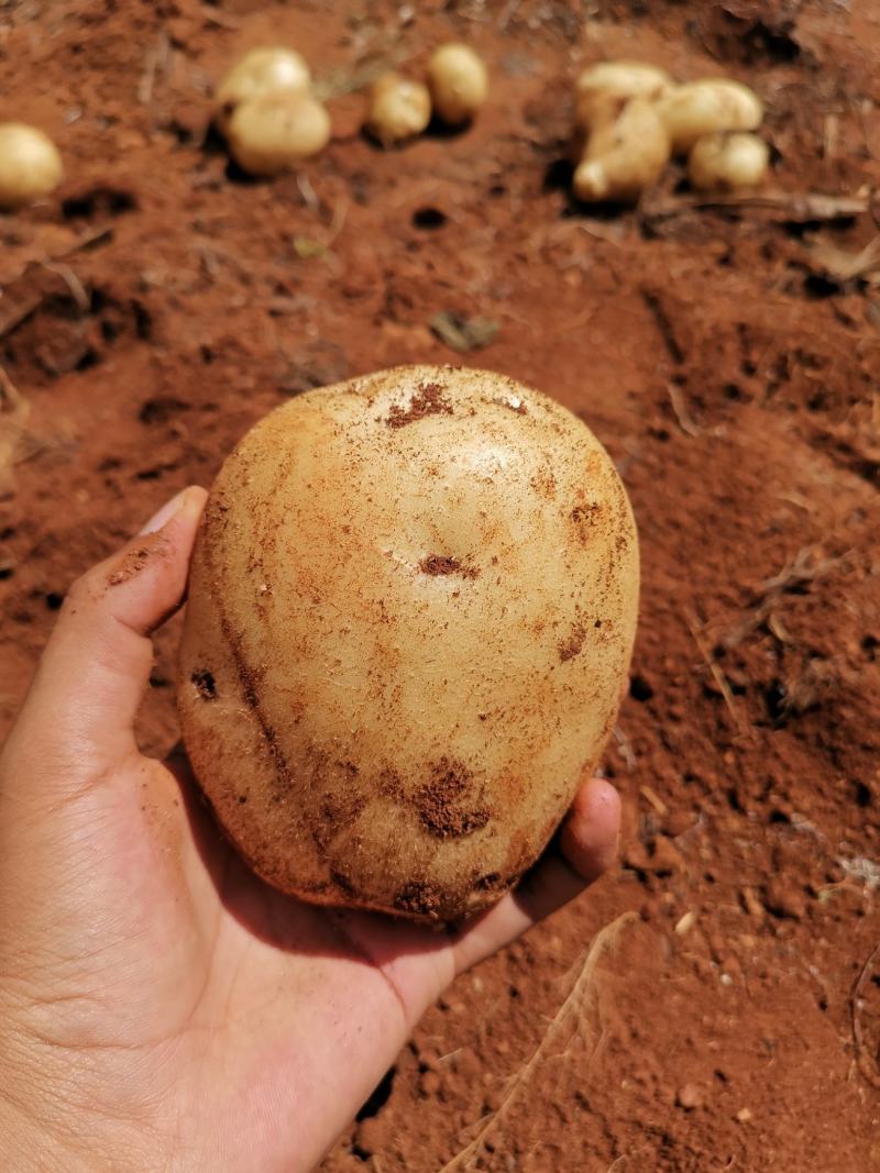 丽薯六号大凉山高原沙土种植新鲜土豆光滑圆润口感粉糯