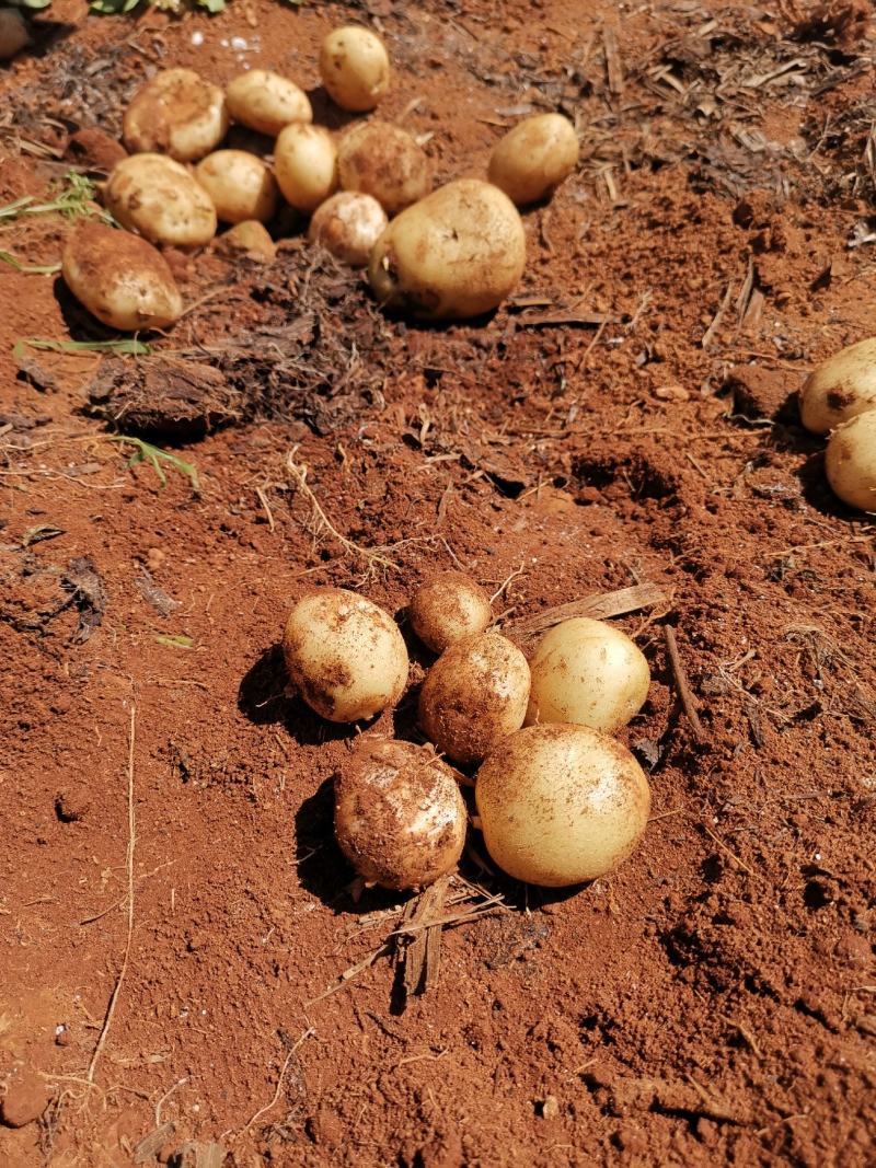 丽薯六号大凉山高原沙土种植新鲜土豆光滑圆润口感粉糯