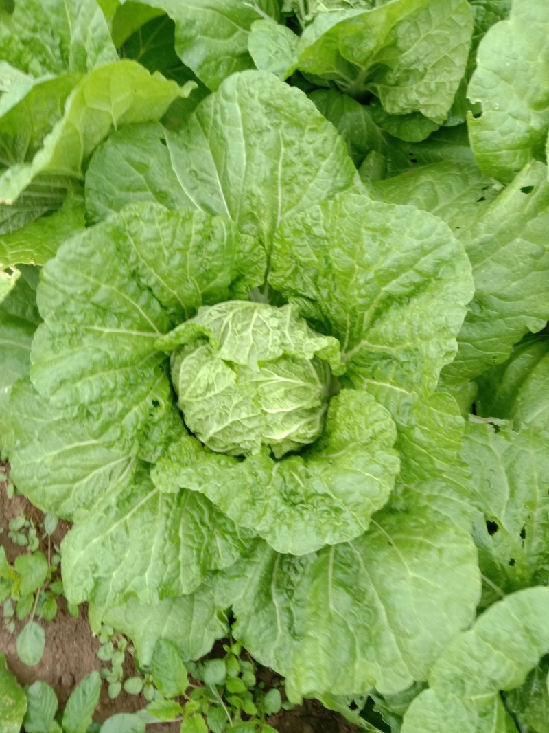 华洲大白菜己上市中需要联系