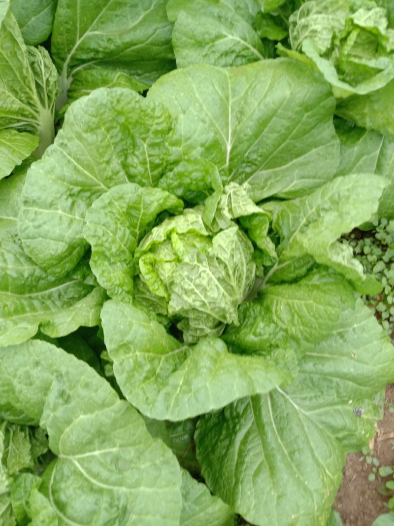 华洲大白菜己上市中需要联系