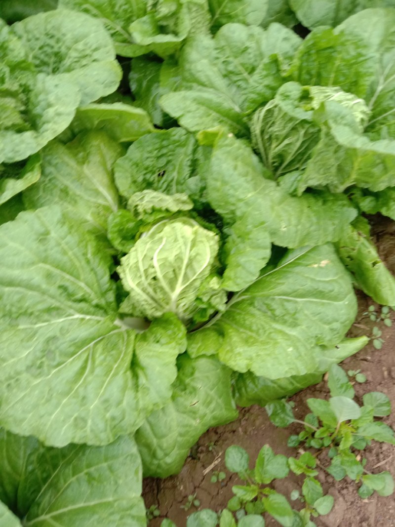 华洲大白菜己上市中需要联系