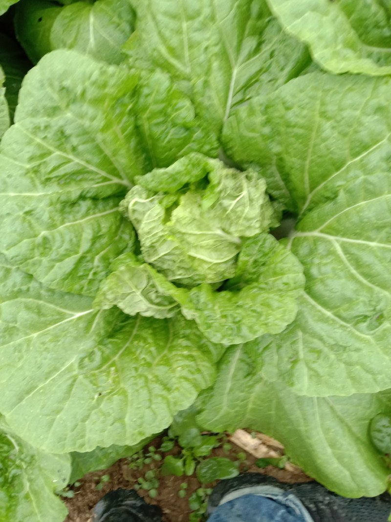 华洲大白菜己上市中需要联系
