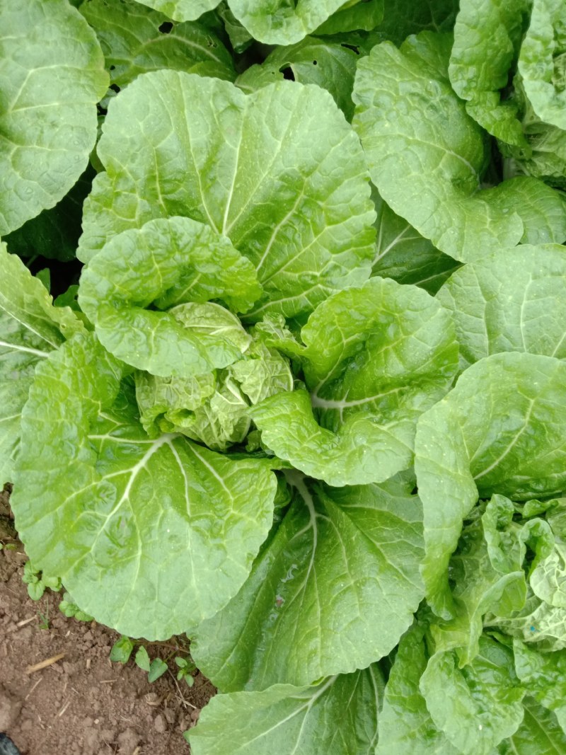 华洲大白菜己上市中需要联系