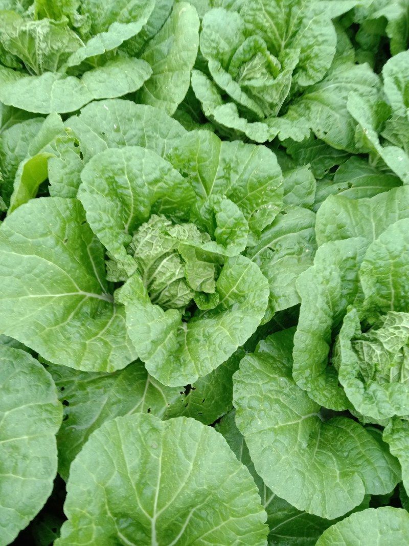 华洲大白菜己上市中需要联系