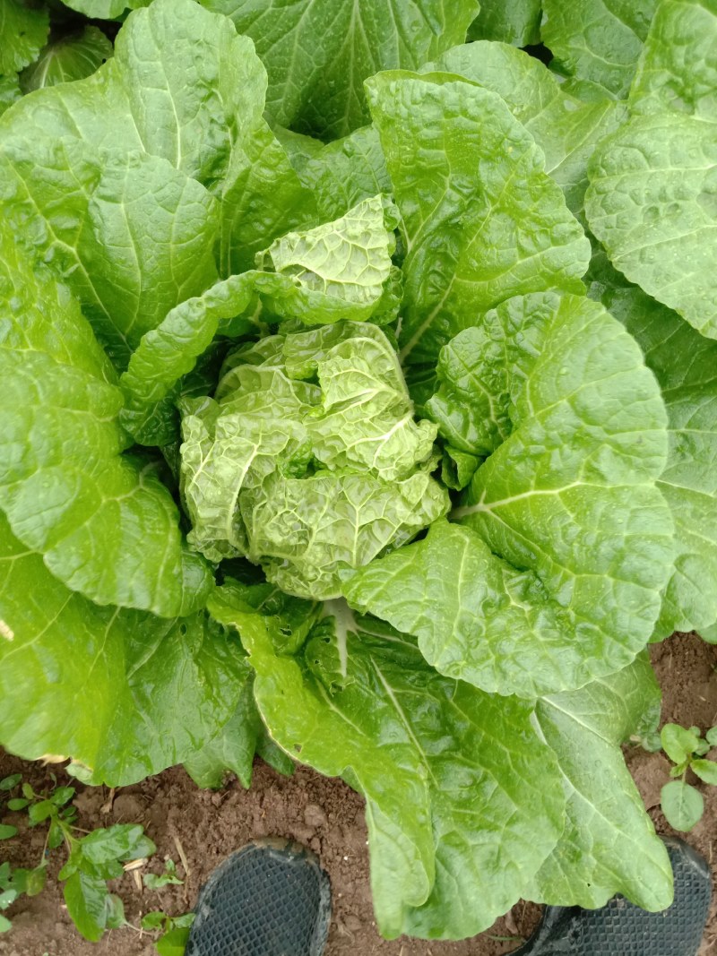 华洲大白菜己上市中需要联系