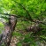 中药材，鬼箭羽苗，土名鬼见愁。用于庭院盆景，公园绿化