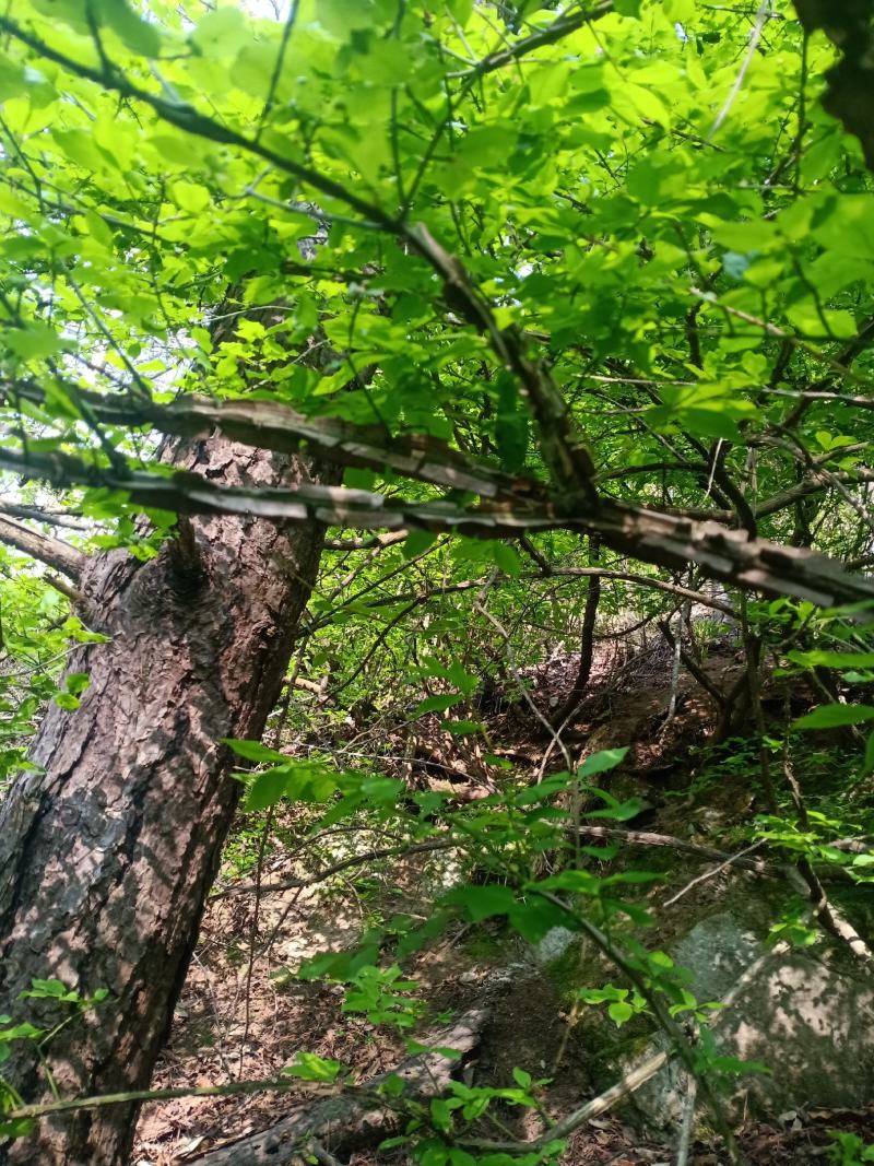 中药材，鬼箭羽苗，土名鬼见愁。用于庭院盆景，公园绿化