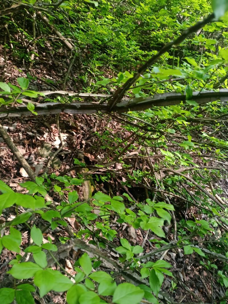 中药材，鬼箭羽苗，土名鬼见愁。用于庭院盆景，公园绿化