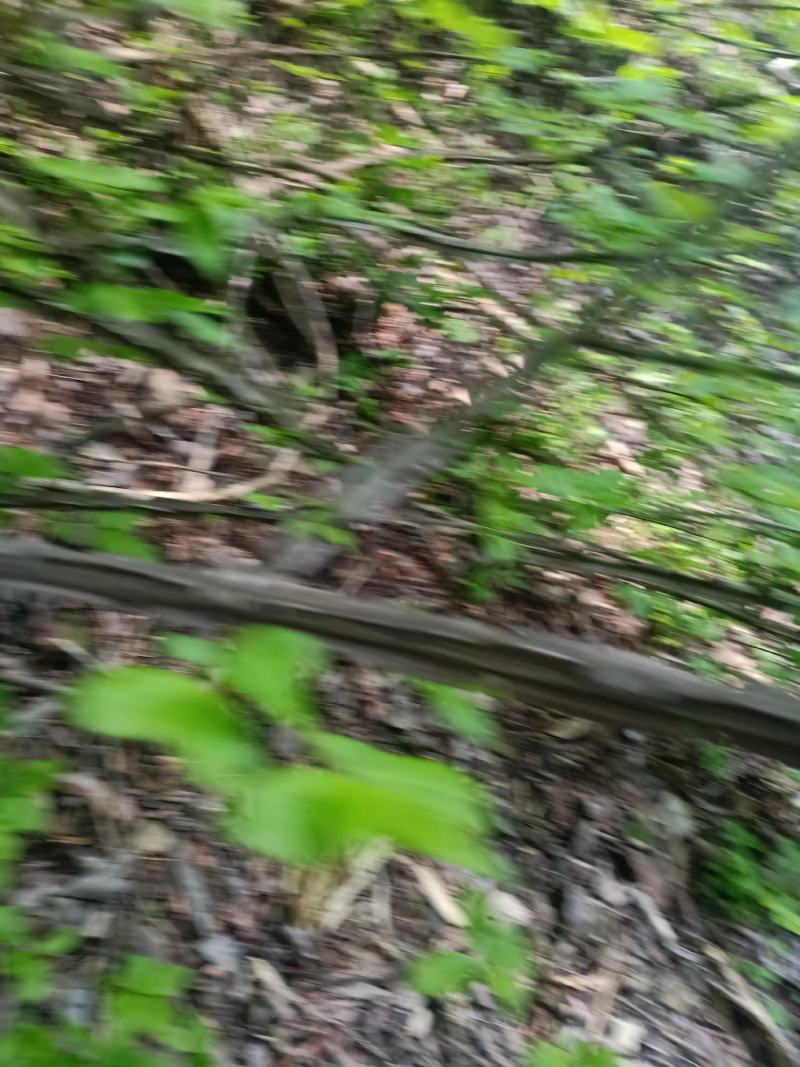 中药材，鬼箭羽苗，土名鬼见愁。用于庭院盆景，公园绿化