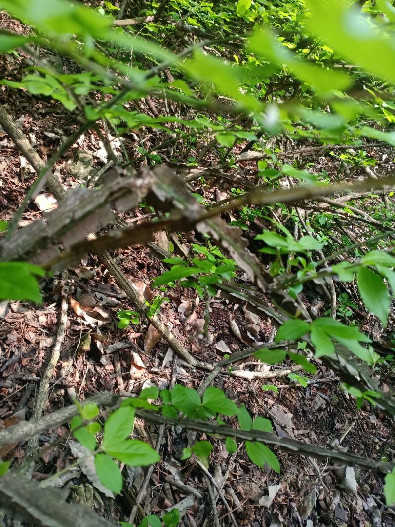 中药材，鬼箭羽苗，土名鬼见愁。用于庭院盆景，公园绿化