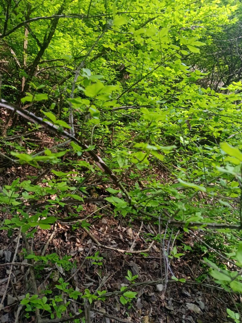 中药材，鬼箭羽苗，土名鬼见愁。用于庭院盆景，公园绿化