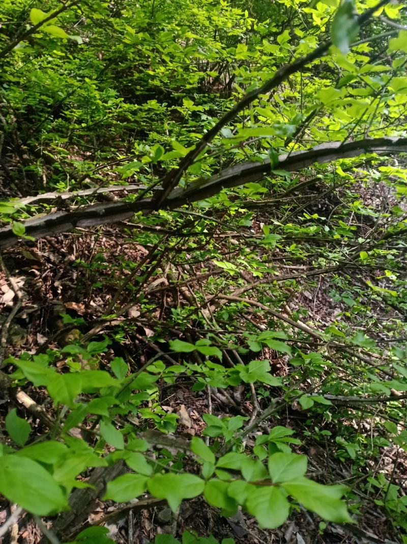 中药材，鬼箭羽苗，土名鬼见愁。用于庭院盆景，公园绿化