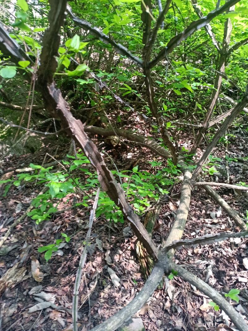 中药材，鬼箭羽苗，土名鬼见愁。用于庭院盆景，公园绿化