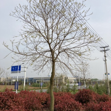 乌桕6公分8公分10公分15公分