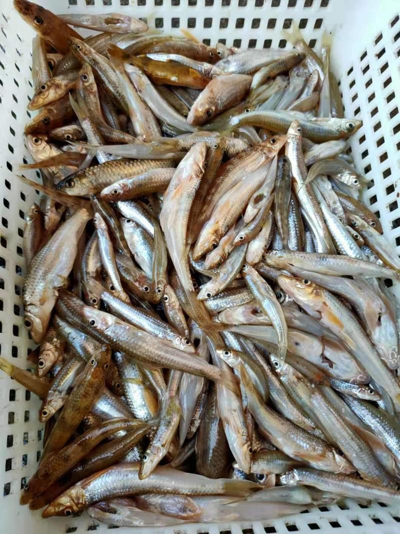 江西赣州南康沙沟子棍子鱼长期有货冰冻发货10斤起发，