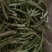精品芸豆大量供应超市。市场小贩