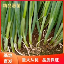 优质铁杆葱苗常年大批量供货【基地直供】保质保量