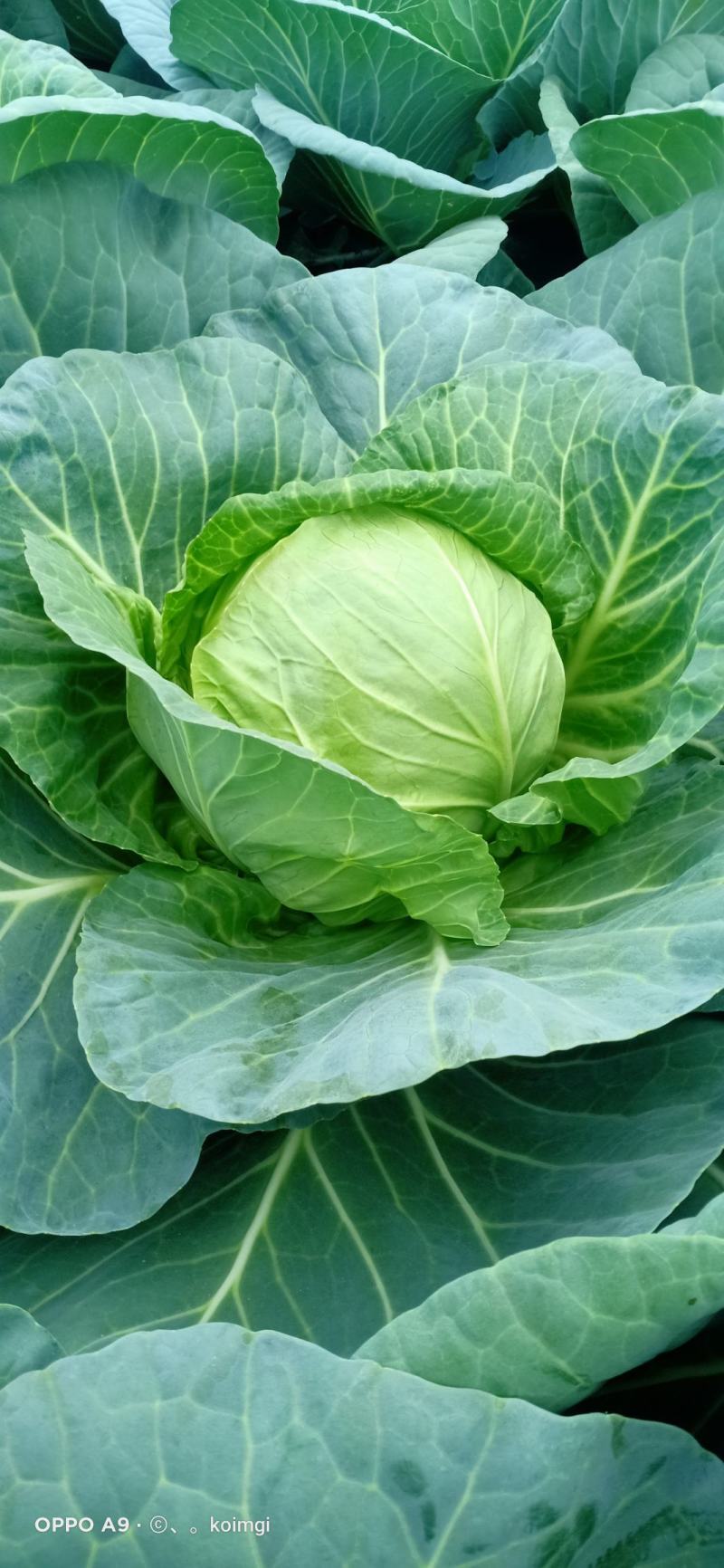 大量甘蓝便宜出售