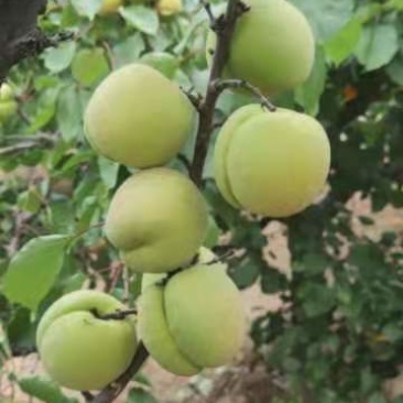 金寿杏，金太阳杏，丰源红，规格品种齐全，量大从优价格可谈