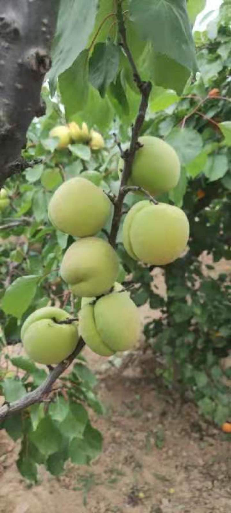 金寿杏，金太阳杏，丰源红，规格品种齐全，量大从优价格可谈