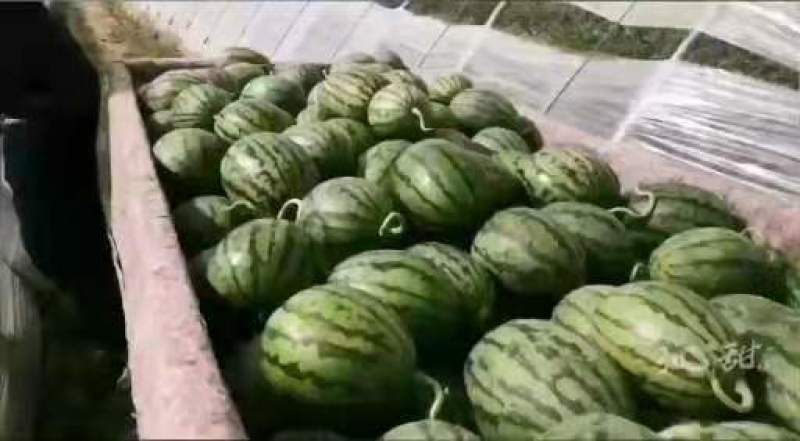 2K糖丸西瓜潍坊寒亭西瓜种植基地，1994年开始种植西瓜