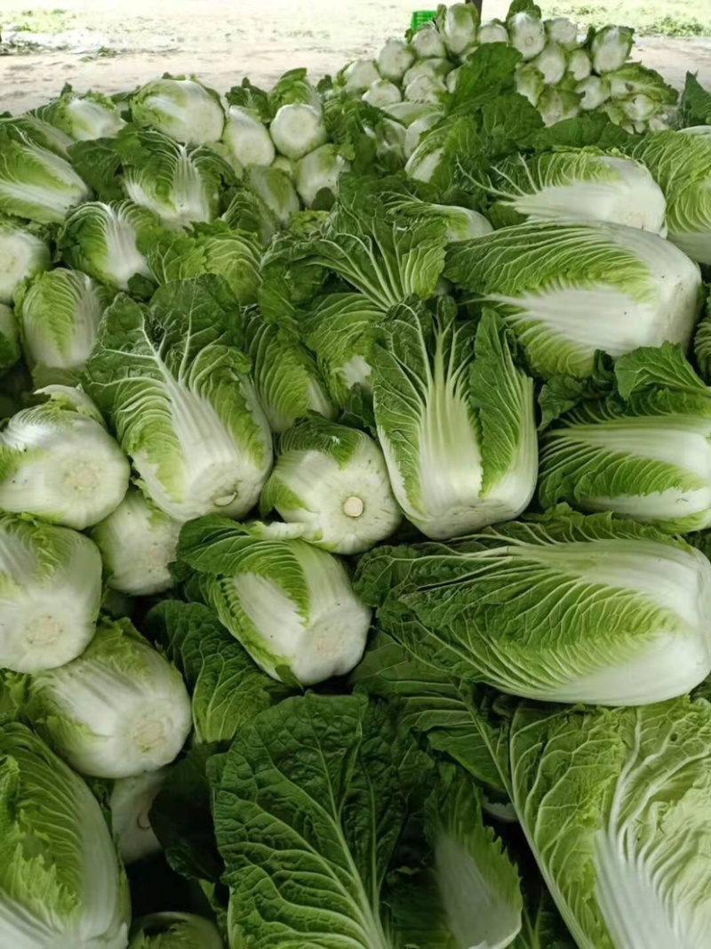 精品黄心白菜产地直发大量上市质量保证发往全国欢迎采购