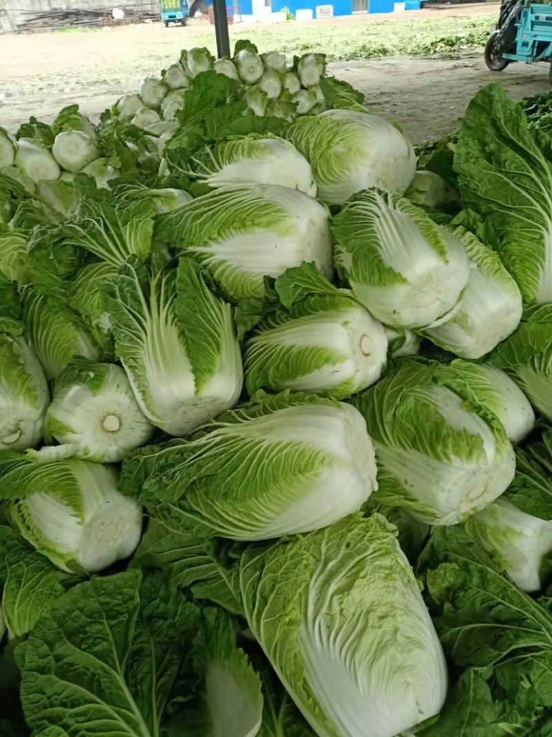 精品黄心白菜产地直发大量上市质量保证发往全国欢迎采购