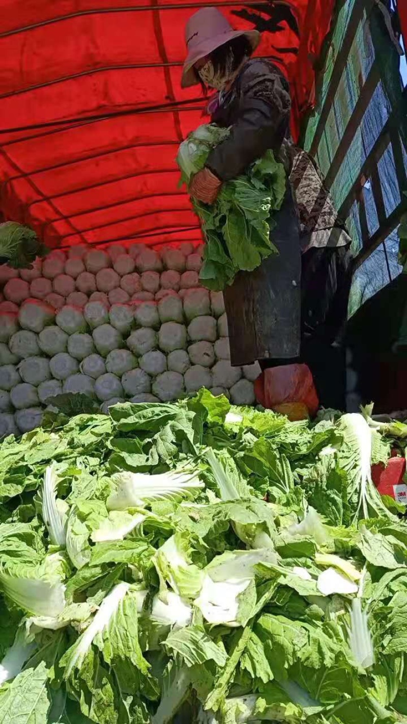 精品黄心白菜产地直发大量上市质量保证发往全国欢迎采购