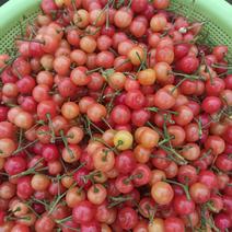 河南甜樱桃品质保证欢迎仔细玛瑙红樱桃欢迎仔细